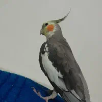 عروس هلندی سینامون