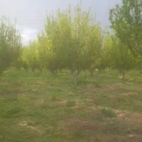 زمین ویلا کوره آجر گاوداری مرغداری گلخانه کارخانه|فروش دفتر صنعتی، کشاورزی، تجاری|خسروشاه, |دیوار
