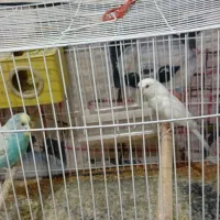 جفت مرغ عشق با تخم در جوین