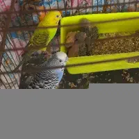 مرغ عشق جفت سالم با سه جوجه