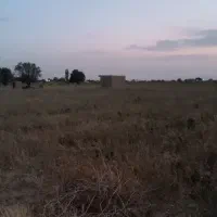 یک هکتار زمین کشاورزی همراه با آب قطره‌ای|فروش دفتر صنعتی، کشاورزی، تجاری|تاکستان, |دیوار
