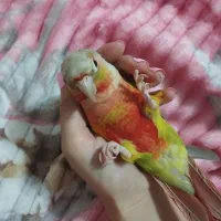 دو عدد گرینچیک|پرنده|قیدار, |دیوار