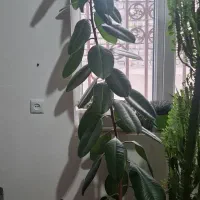 گل شفلرا و فیکوس