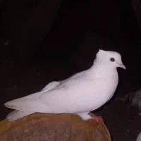 یک جفت کبوتر کاکولی|پرنده|لشت نشا, |دیوار