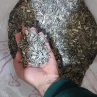 تخمه آفتابگردان امسالی