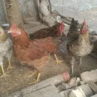 خروس محلی معاوضه