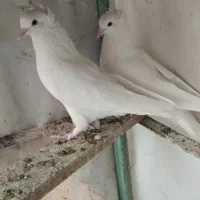 کبوتر سفید کفتر|پرنده|قم, نیروگاه|دیوار