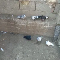 کبوتر|پرنده|اردبیل, |دیوار