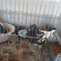 کبوتر بهبهونی|پرنده|برازجان, |دیوار