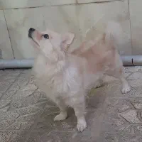 سگ پامراشپیتز|سگ|کرج, فاز ۳ مهرشهر|دیوار