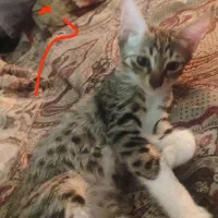 گربه|گربه|گرگان, |دیوار