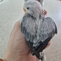 جوجه سرلاکی نژاد یووینگ طوطی کوتوله برزیلی