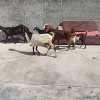 چهار تا بزه کهر دار دورگ پاکستانی