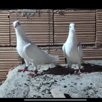 کفتر سفید کاکولی ، آلمانی