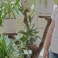 استندطبیعی  گلدان