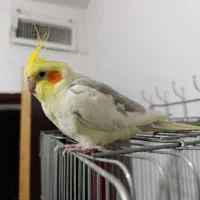 عروس هلندی نر ۹ماه سالم و سرحال|پرنده|دشتابی, |دیوار