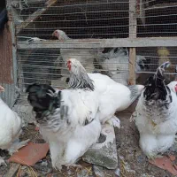 برهما|حیوانات مزرعه|رانکوه, |دیوار