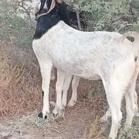 4عدد بز هیکل نژاد سقلوزا مایه بلند آبستن سنگین