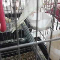 عروس هلندی نر و ماده|پرنده|بروجرد, |دیوار