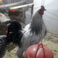 مرغ‌وخروس|حیوانات مزرعه|زاهدان, |دیوار