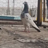 تیدی (پاکستانی)|پرنده|بندر دیر, |دیوار