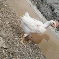 مرغ گوشتی و جوجه گوشتی