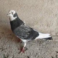 کفتر نر و ماده|پرنده|تهران, نیروی هوایی (پیروزی)|دیوار