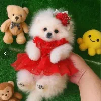 انوا.ع نژاد سگ های آپارتمانی|سگ|شیراز, فضلآباد|دیوار