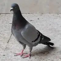پلاکی ماده