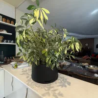 گلدان بنسای  ابلق