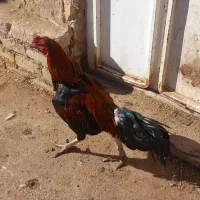 خروس لاری نژاد افغان