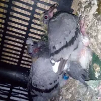 بچ پلاکی