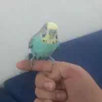 مرغ عشق نر|پرنده|دورود, |دیوار