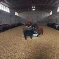 ۱۰۰ راس بره نر پروار وپای پروار فشندی|حیوانات مزرعه|هشتگرد, فشند|دیوار