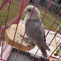 طوطی برزیلی