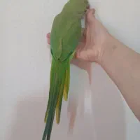 سینی مسی|کلکسیون اشیاء عتیقه|کرج, اصفهانی‌ها|دیوار