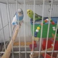 مرغ عشق زیبا