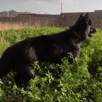 ژرمن|سگ|سقز, |دیوار