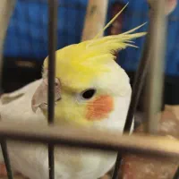 عروس هلندی نر لوتینو سخنگو فول رام