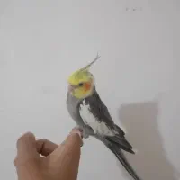 عروس پاریس  جفت