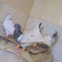 کله سار، کله سربی، کله سرخ، کله الماسی