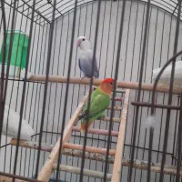 فروش کوتوله برزیلی|پرنده|قشم, |دیوار