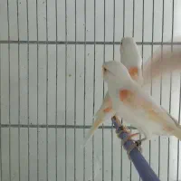 قناری موزاییکی و سوخته|پرنده|بهار, |دیوار