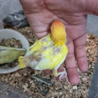 جوجه کوتوله سرلاکی