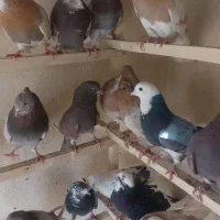 کبوتر پرشی|پرنده|قم, انسجام|دیوار