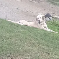 سگ ماده تندر