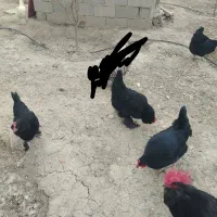مرغ|حیوانات مزرعه|نیشابور, مازول|دیوار
