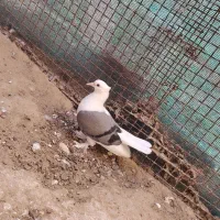 جوجه کبوتر بوشهری پرشور