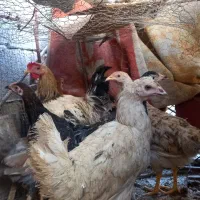 مرغ محلی|حیوانات مزرعه|کازرون, |دیوار