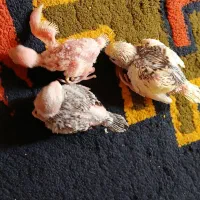 جوجه سر لاکی